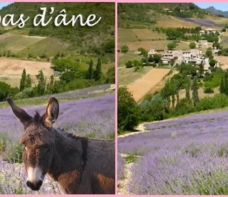 A Pas D Ane